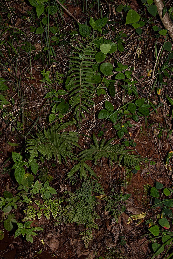 Christella gueinziana Christella gueinziana