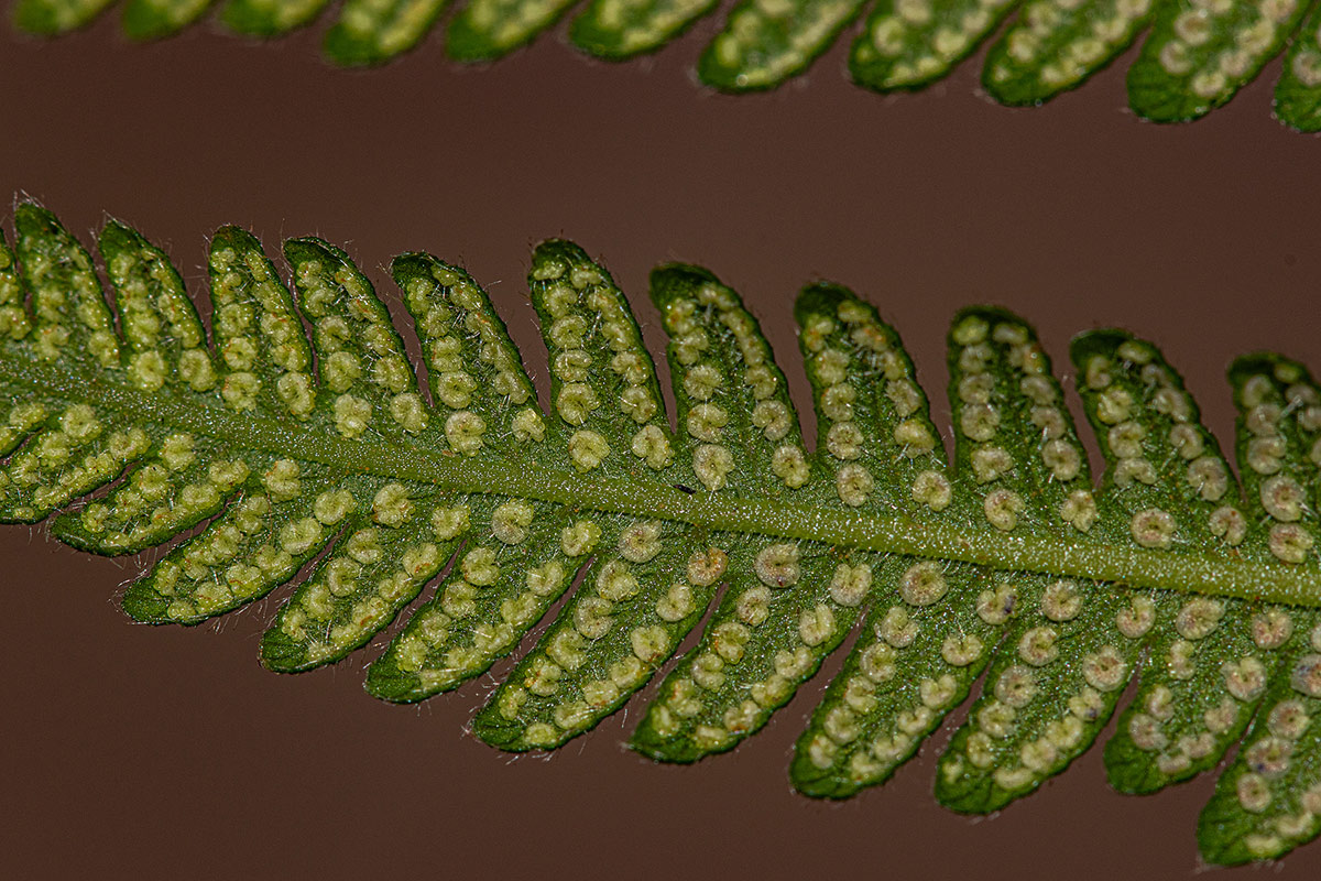 Christella gueinziana