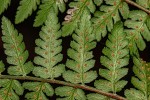Dryopteris pentheri