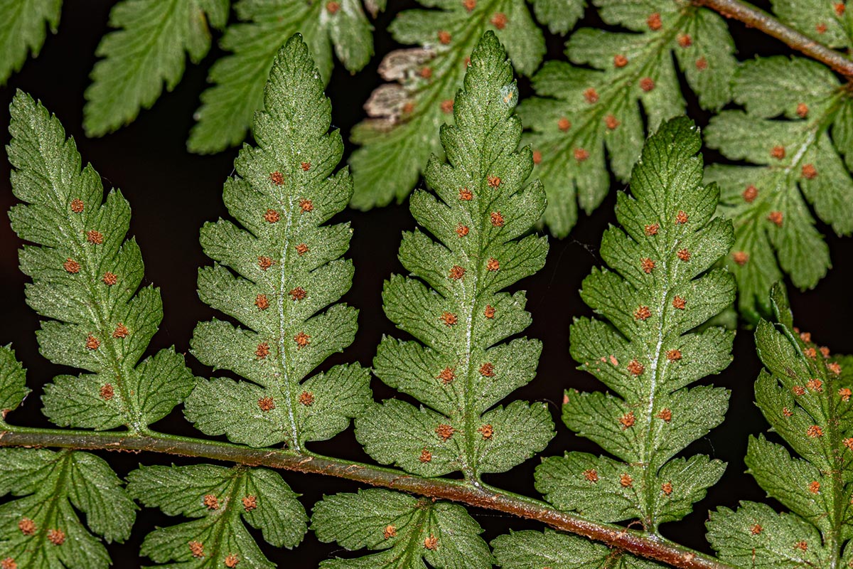 Dryopteris pentheri
