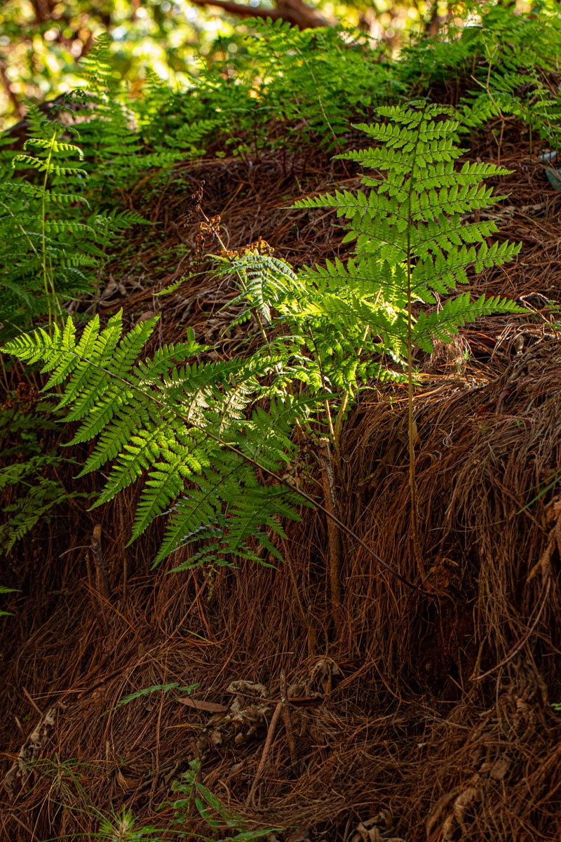 Dryopteris pentheri