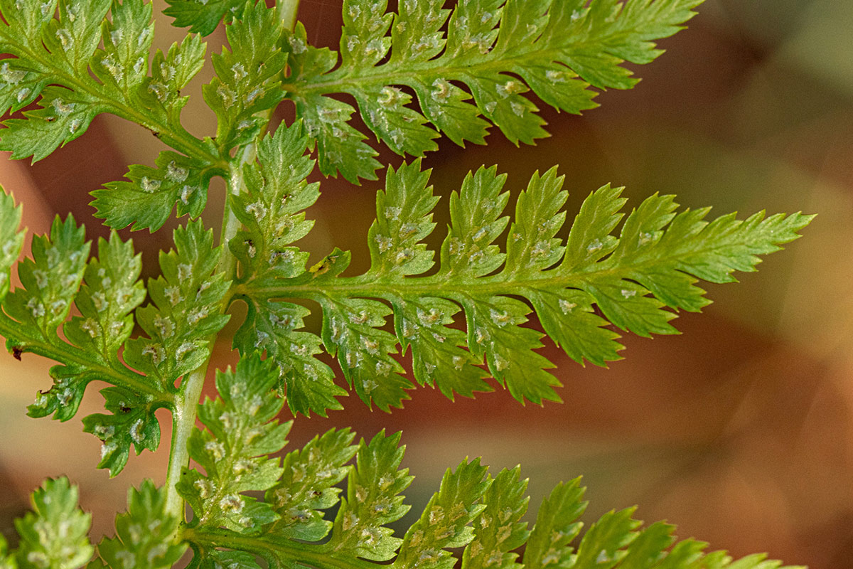 Athyrium schimperi