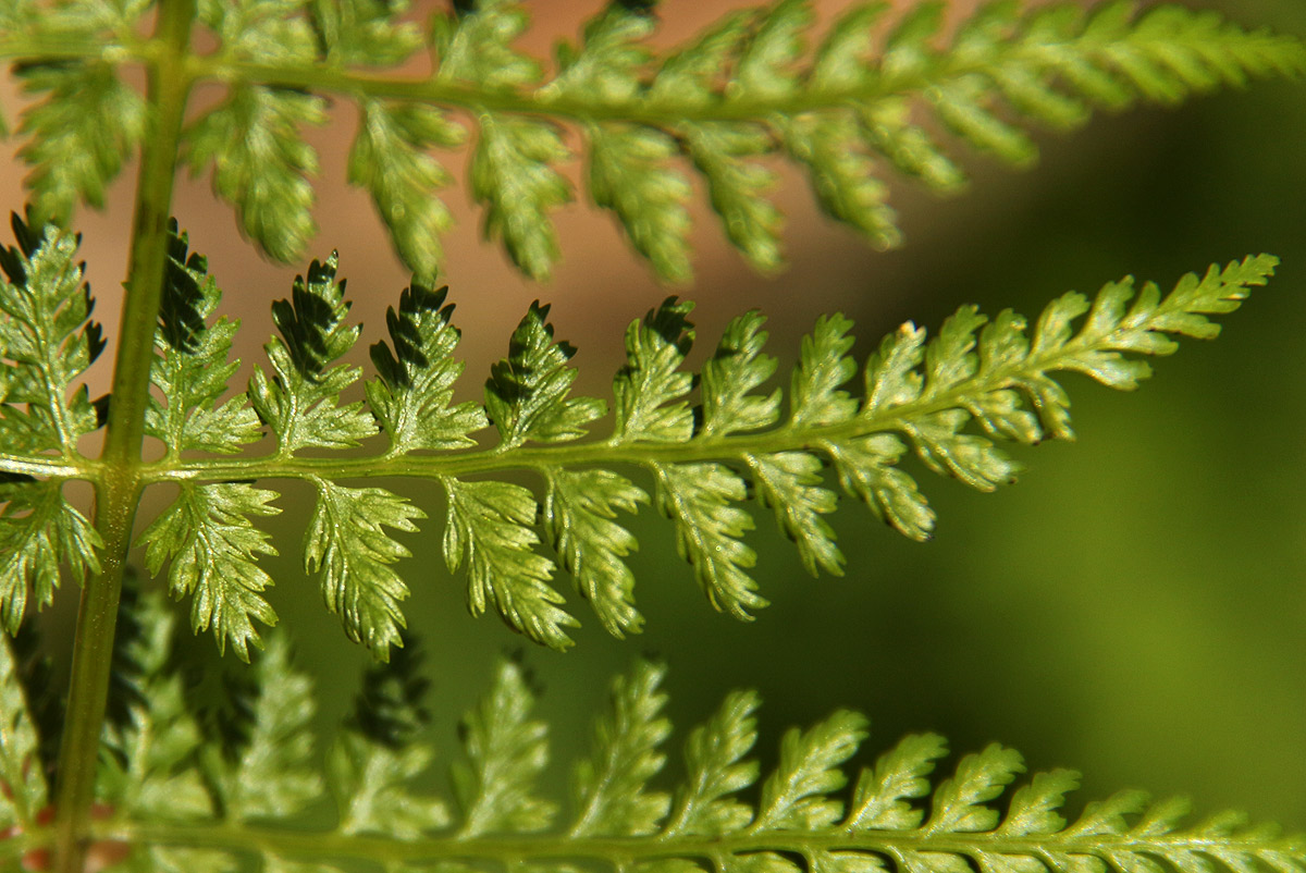 Athyrium schimperi