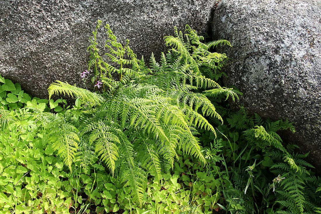 Athyrium schimperi