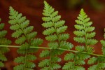 Athyrium schimperi