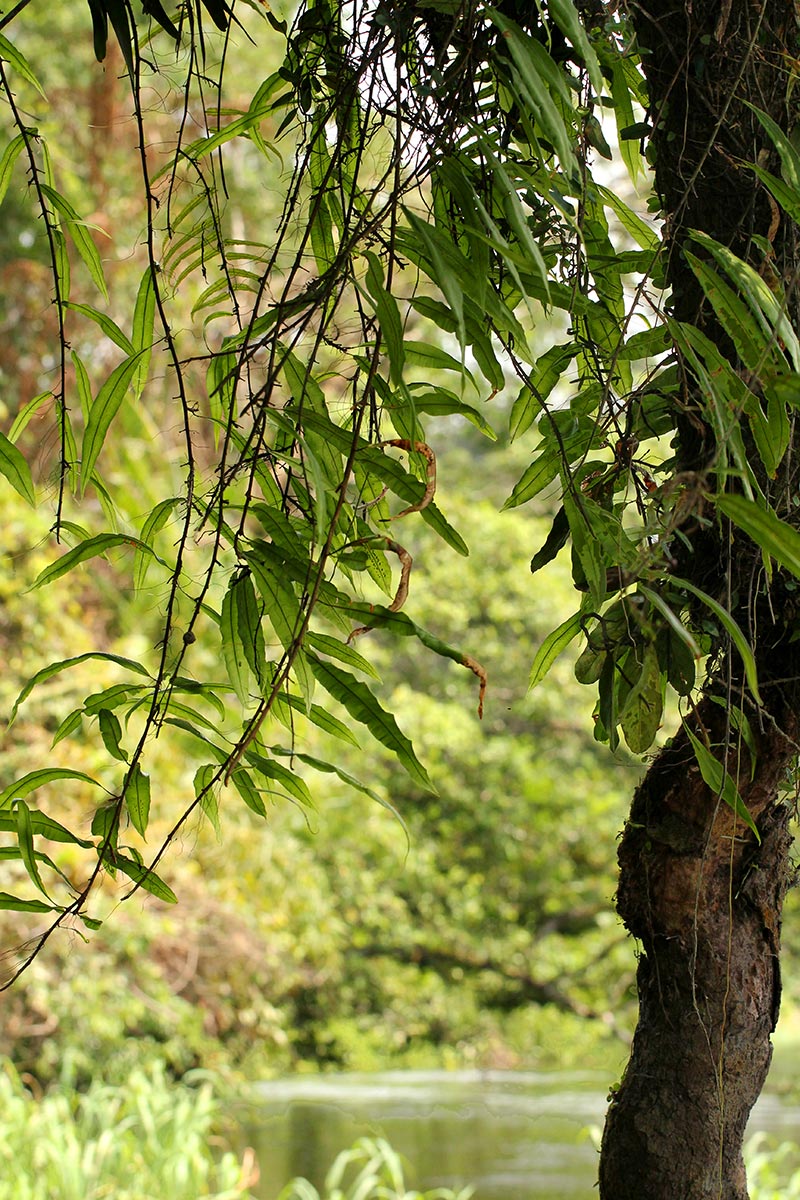 Oleandra distenta Oleandra distenta