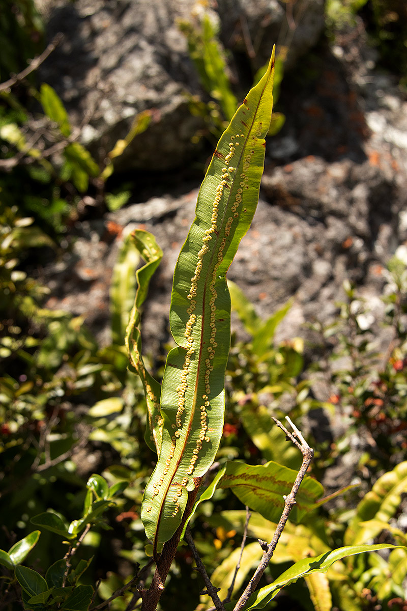 Oleandra distenta Oleandra distenta