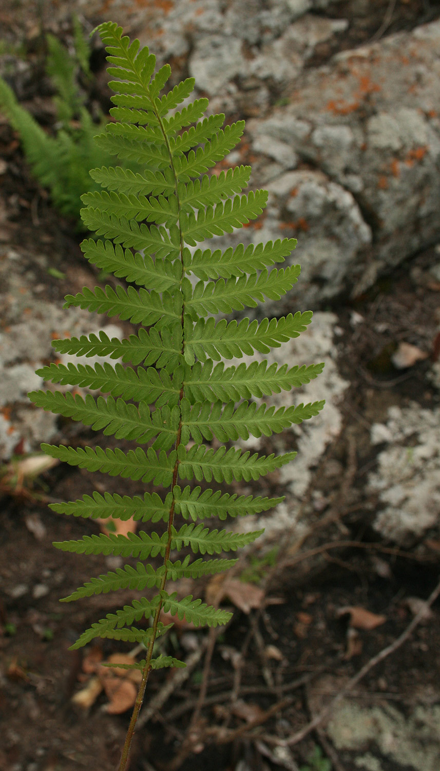 Arthropteris orientalis Arthropteris orientalis