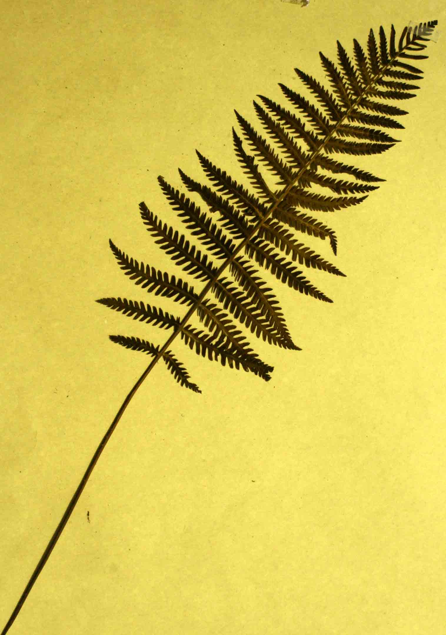 Arthropteris orientalis
