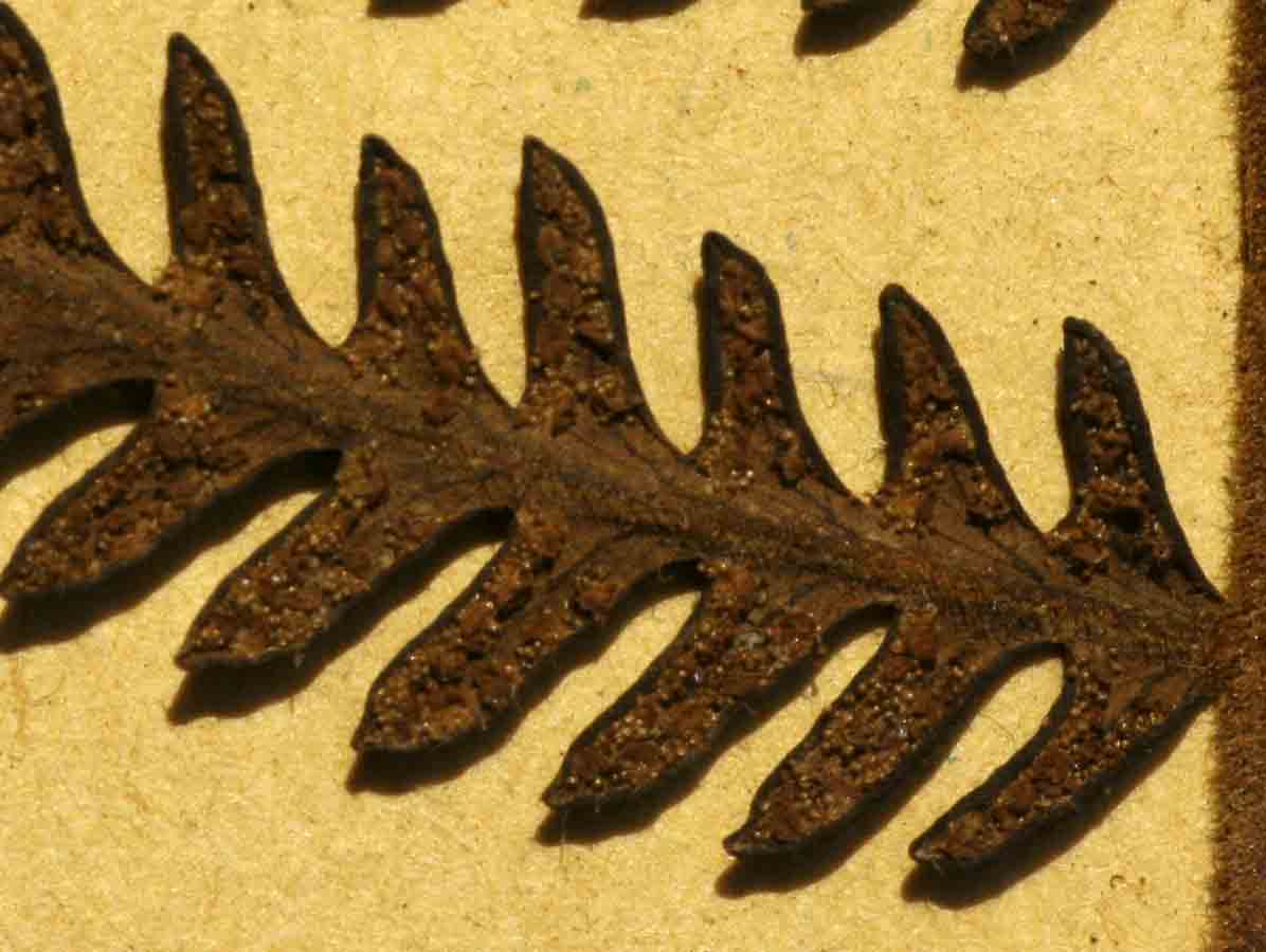 Arthropteris orientalis