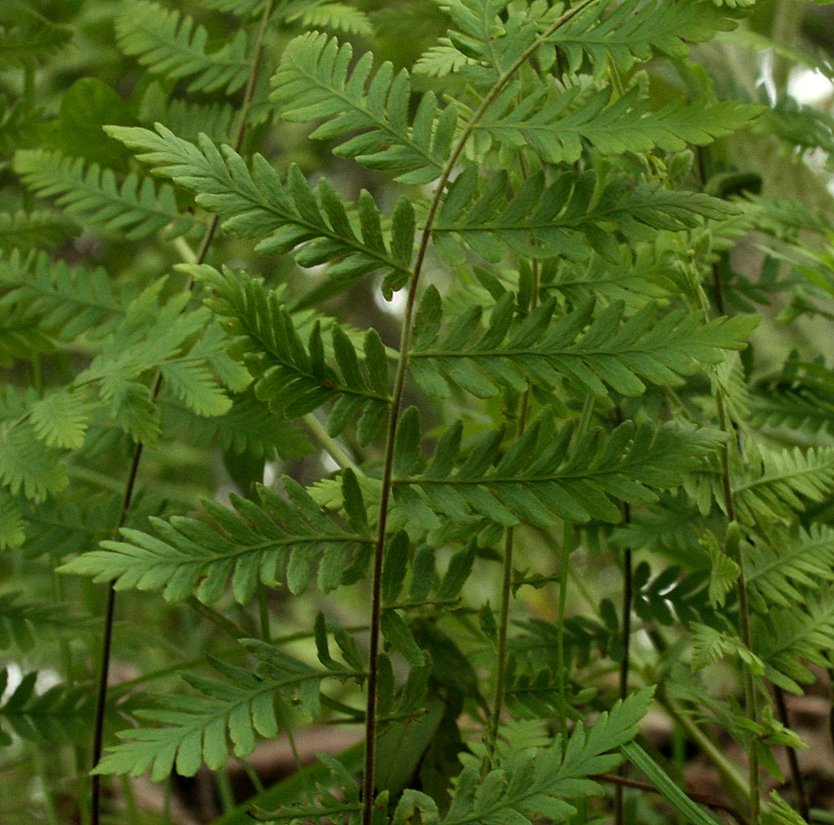 Arthropteris monocarpa