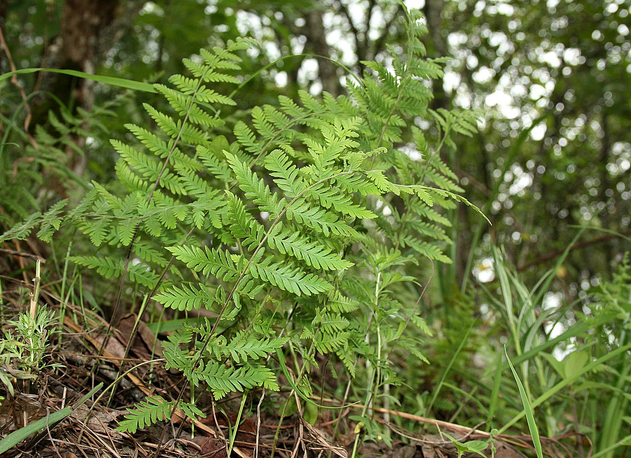 Arthropteris monocarpa