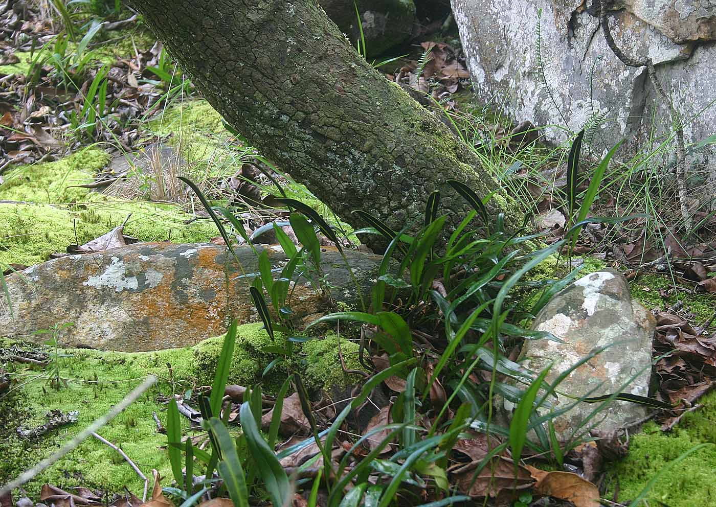 Elaphoglossum acrostichoides