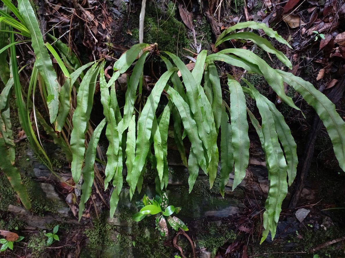 Elaphoglossum lancifolium Elaphoglossum lancifolium