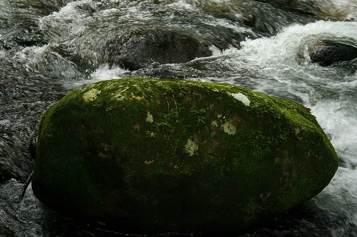 Elaphoglossum spathulatum var. spathulatum