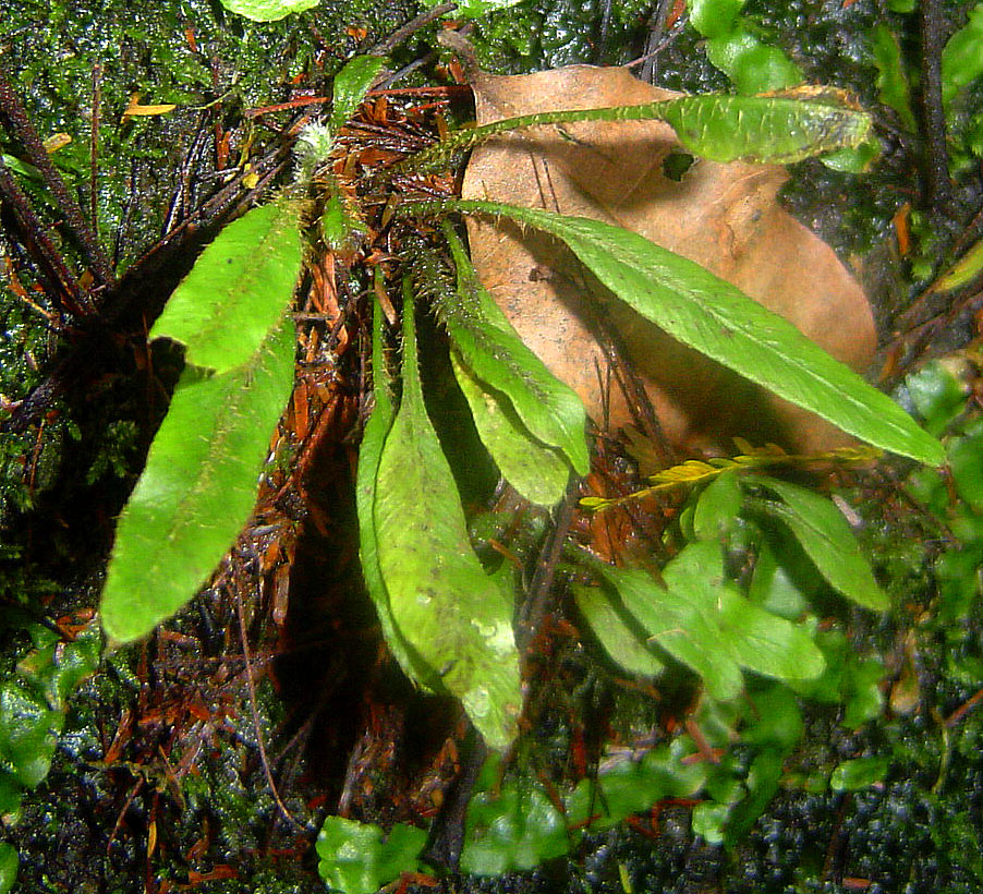 Elaphoglossum spathulatum var. spathulatum