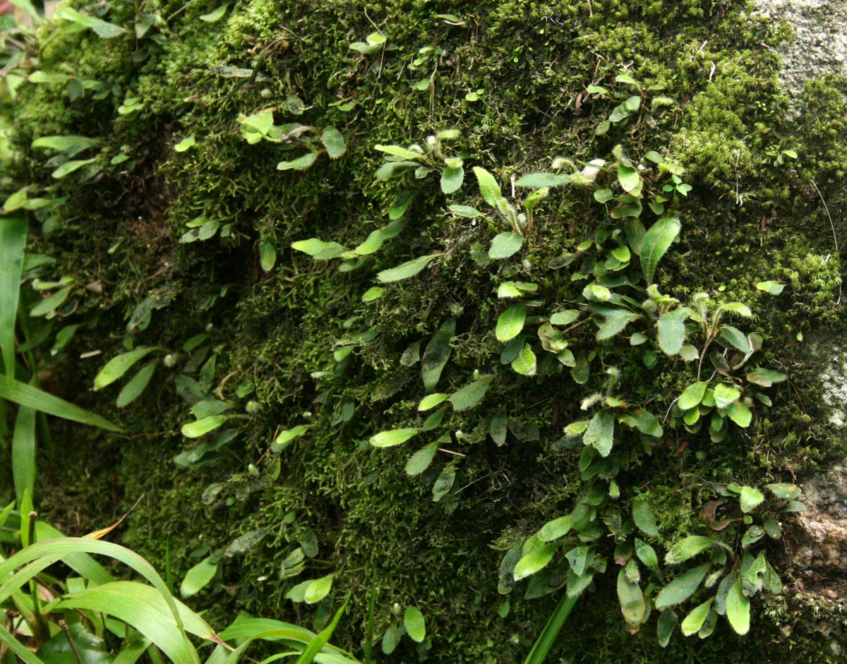 Elaphoglossum spathulatum var. spathulatum