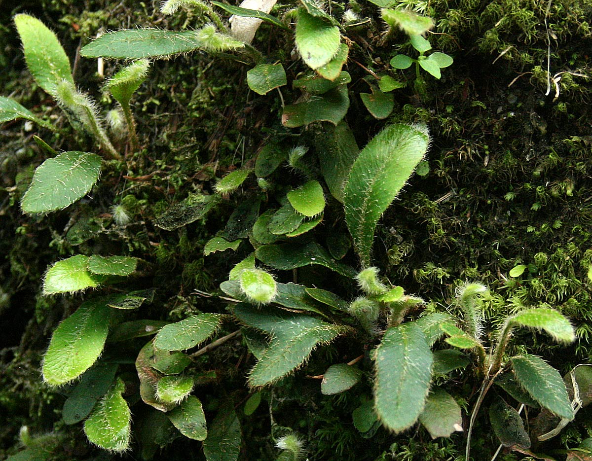 Elaphoglossum spathulatum var. spathulatum