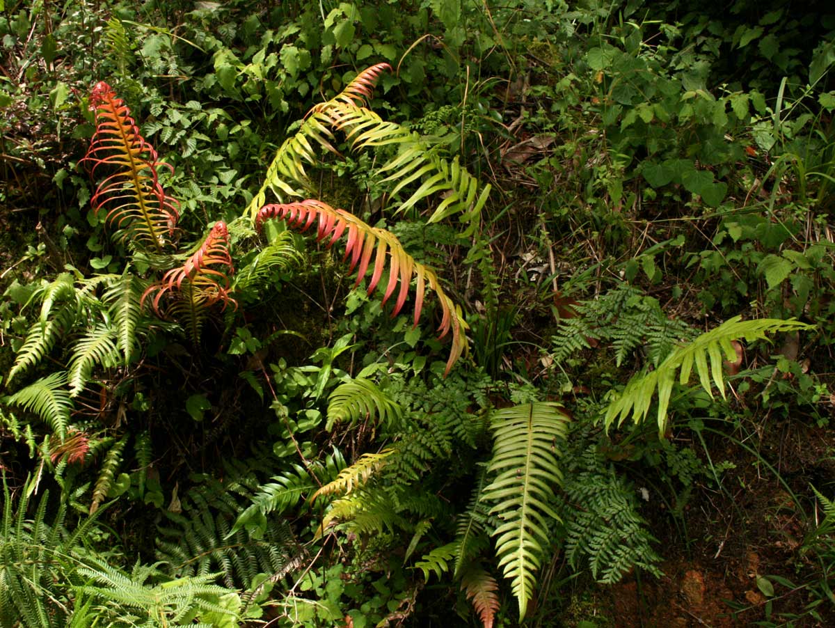 Blechnum attenuatum