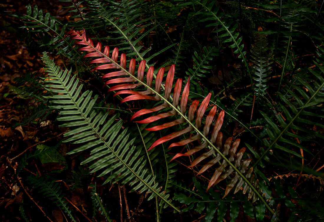 Blechnum attenuatum Blechnum attenuatum