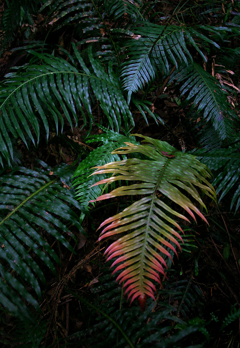Blechnum attenuatum
