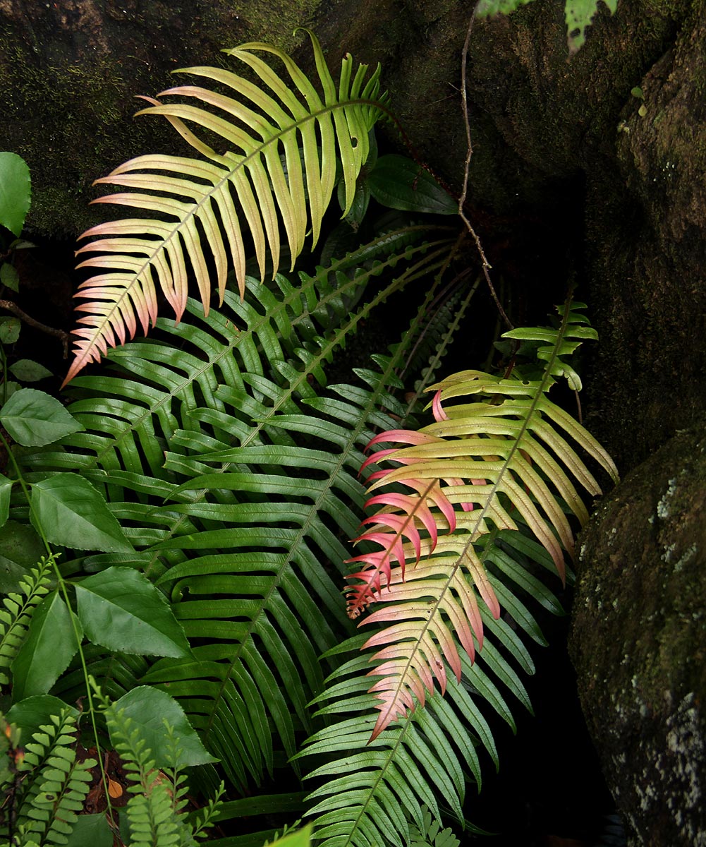 Blechnum attenuatum