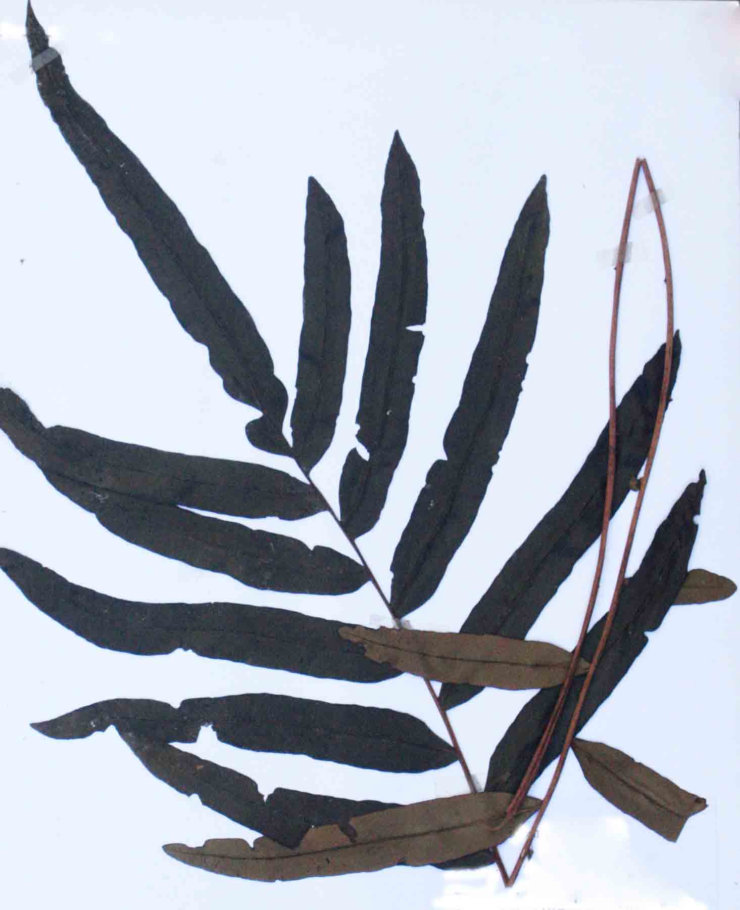 Blechnum tabulare Blechnum tabulare