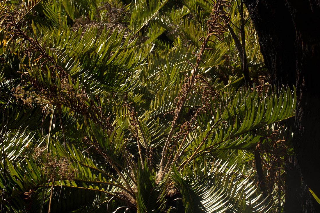 Blechnum tabulare Blechnum tabulare