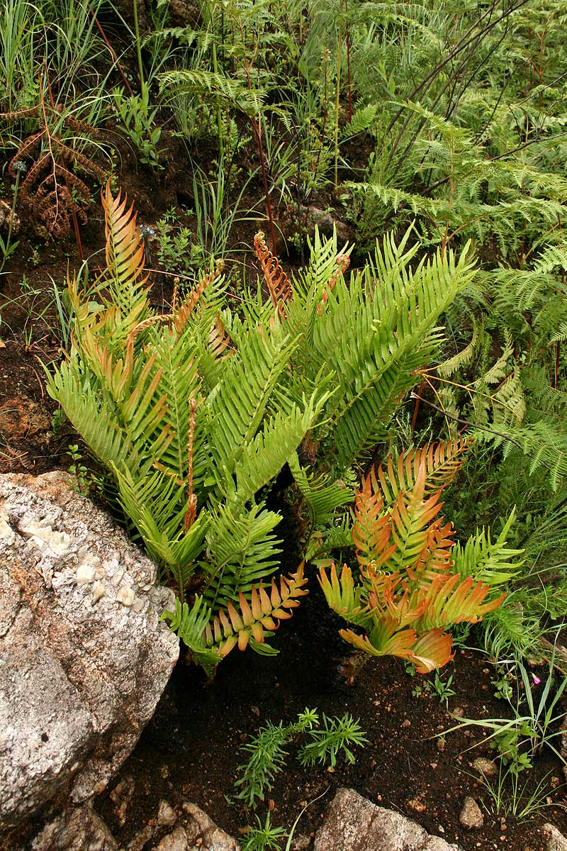 Blechnum tabulare Blechnum tabulare