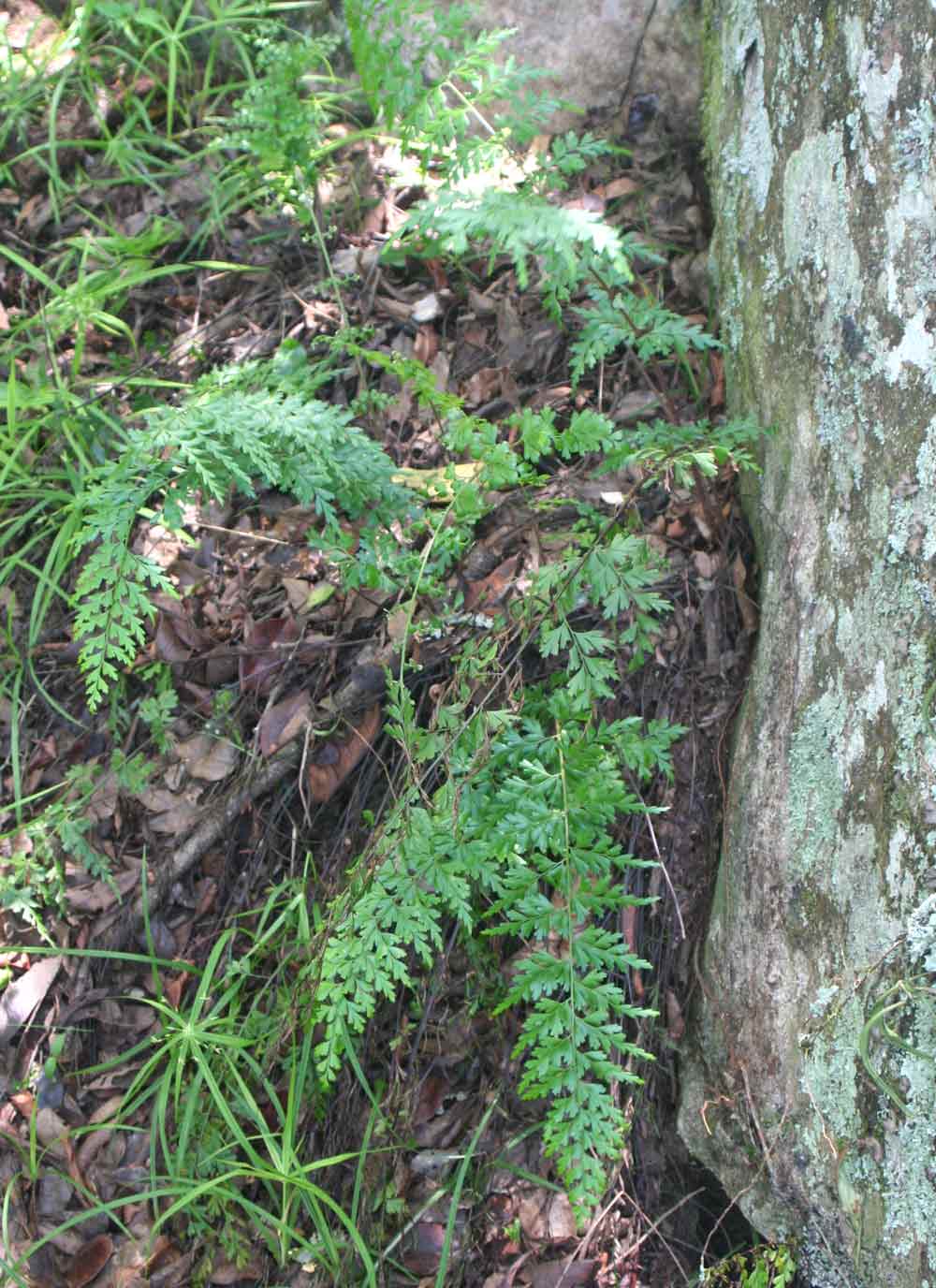 Asplenium aethiopicum