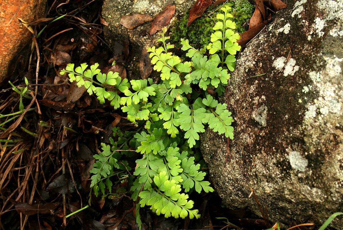 Asplenium aethiopicum Asplenium aethiopicum