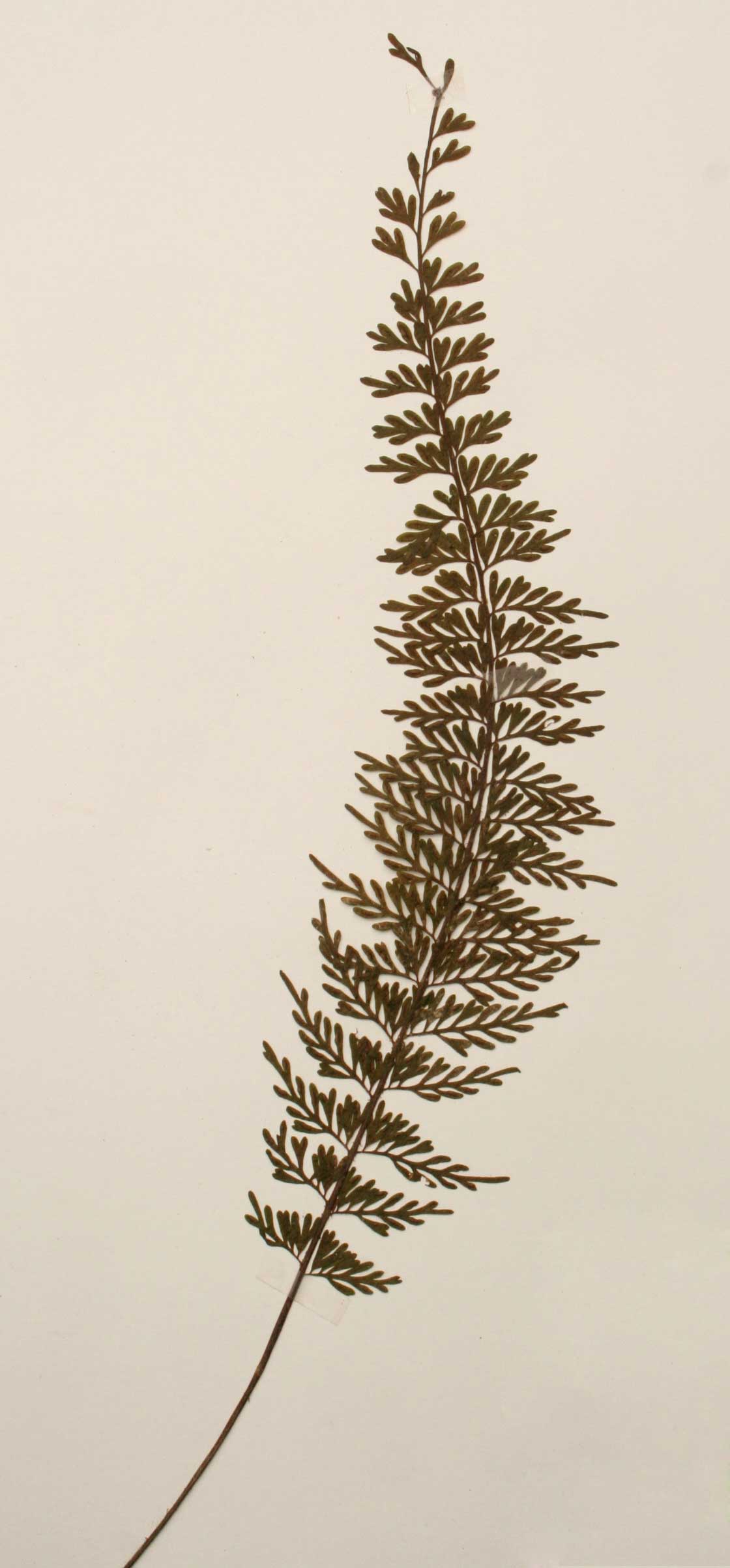 Asplenium dregeanum
