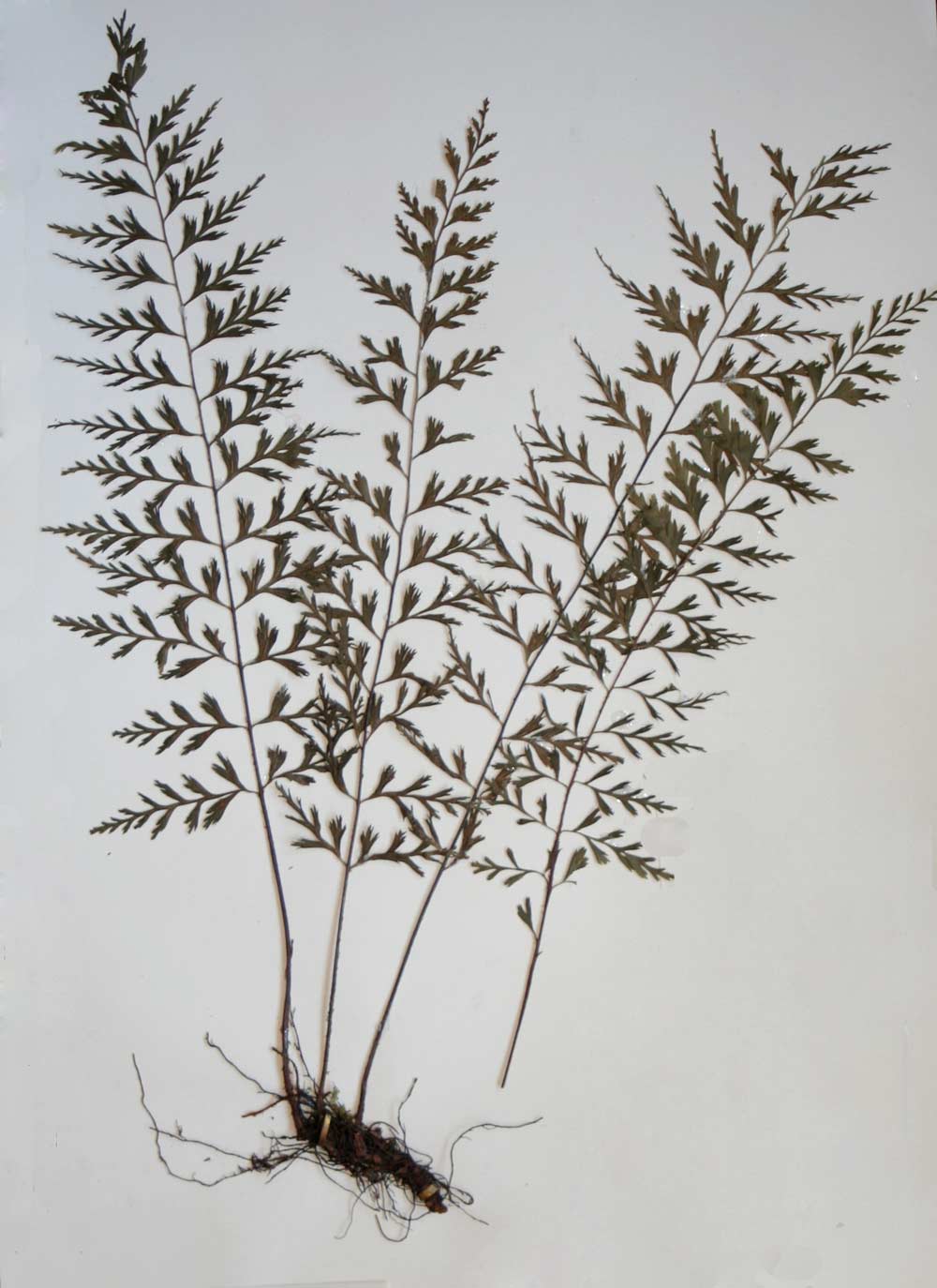 Asplenium lividum Asplenium lividum