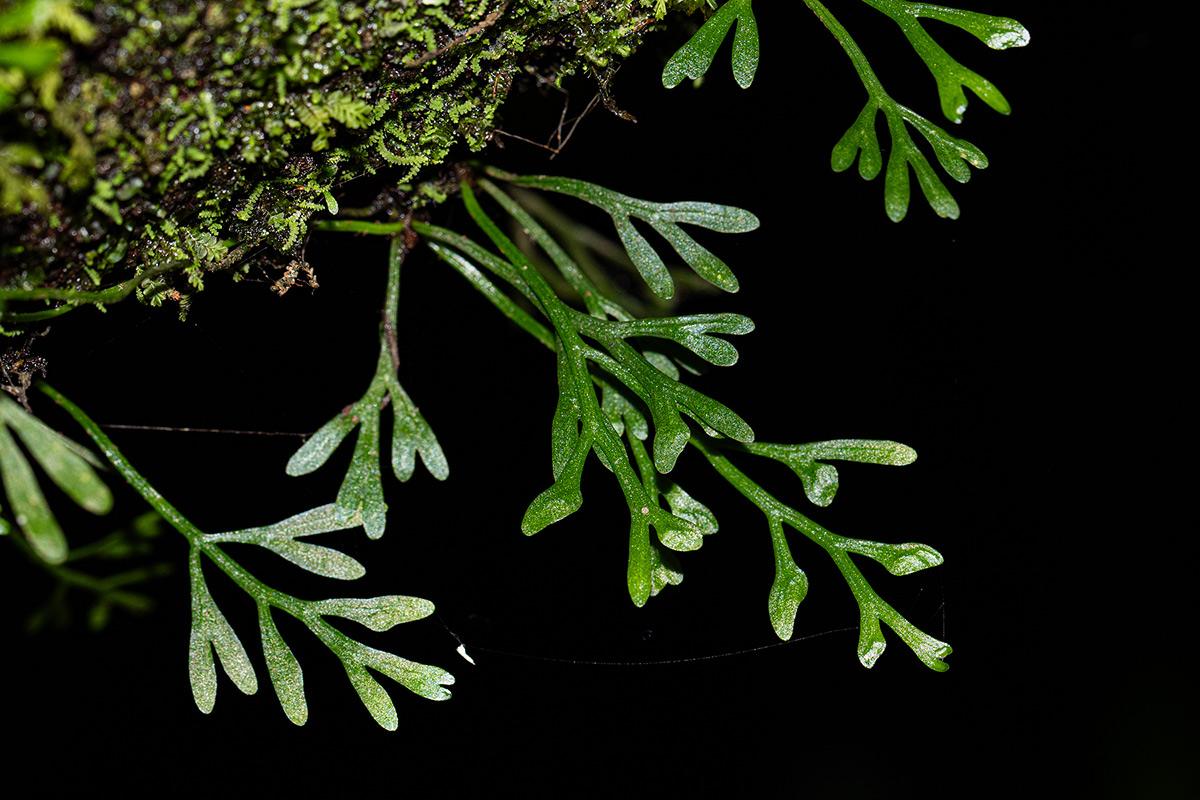 Asplenium mannii Asplenium mannii