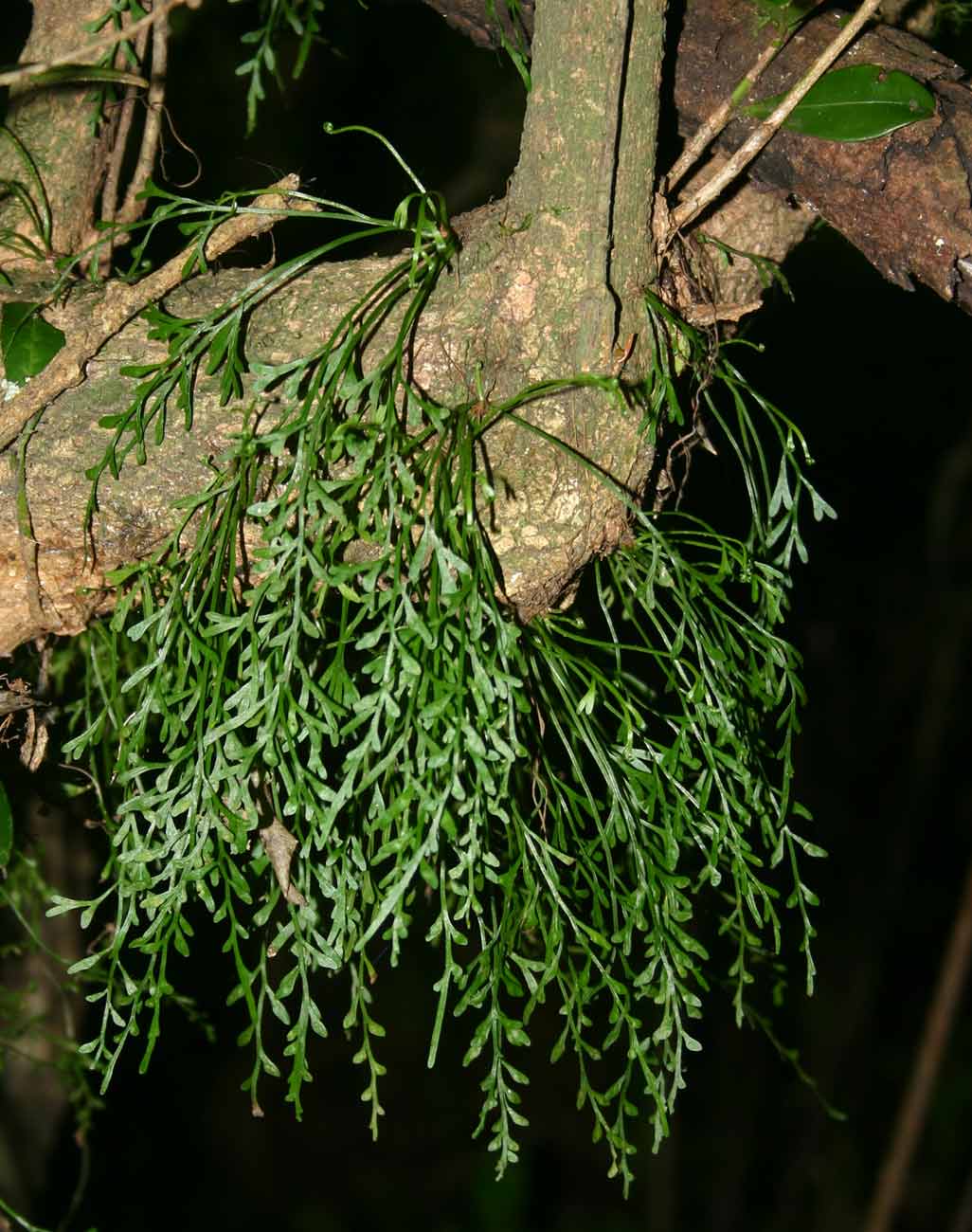 Asplenium mannii Asplenium mannii