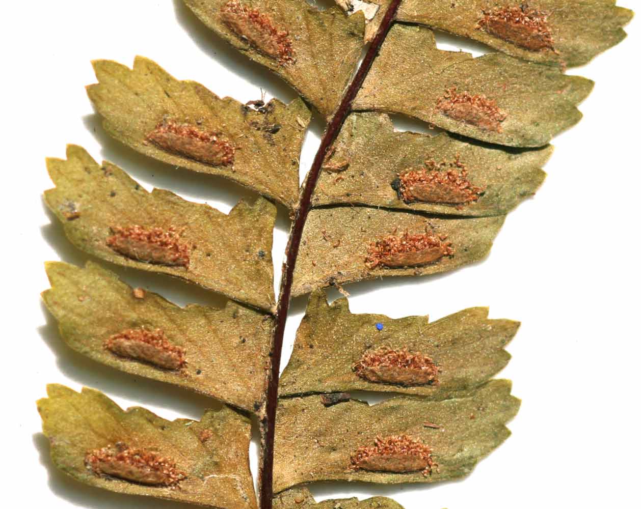 Asplenium monanthes Asplenium monanthes