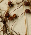 Marsilea coromandelina