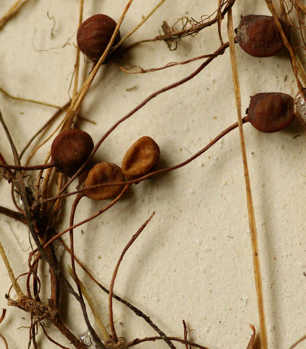 Marsilea coromandelina Marsilea coromandelina