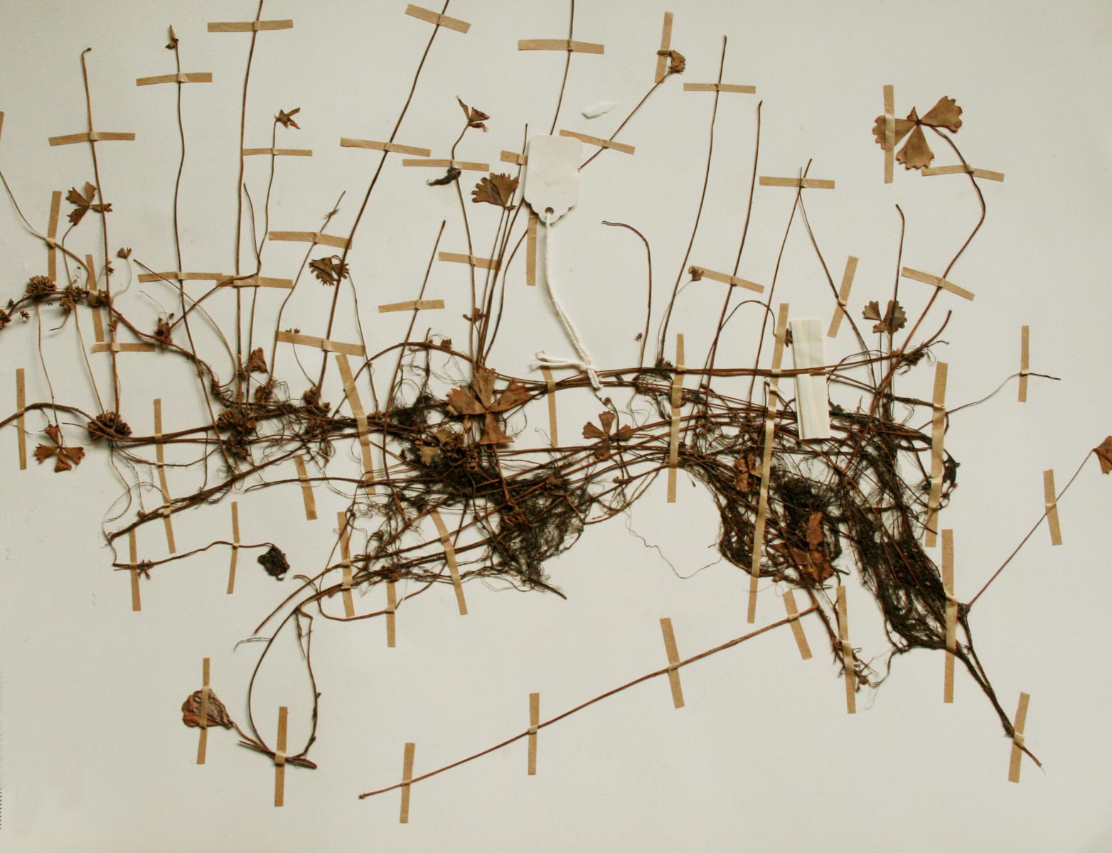 Marsilea ephippiocarpa