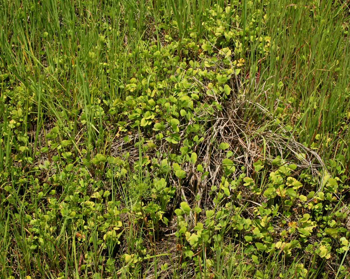 Marsilea ephippiocarpa Marsilea ephippiocarpa