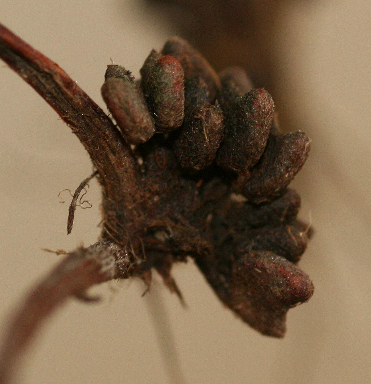Marsilea ephippiocarpa