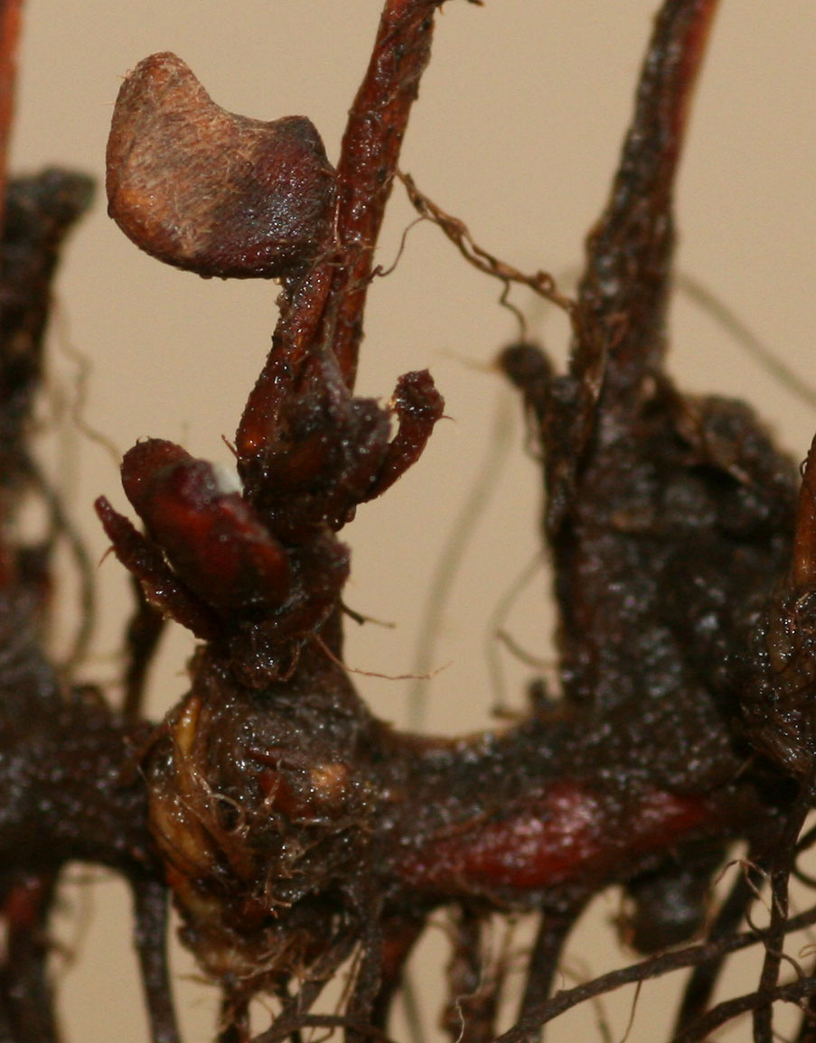 Marsilea ephippiocarpa