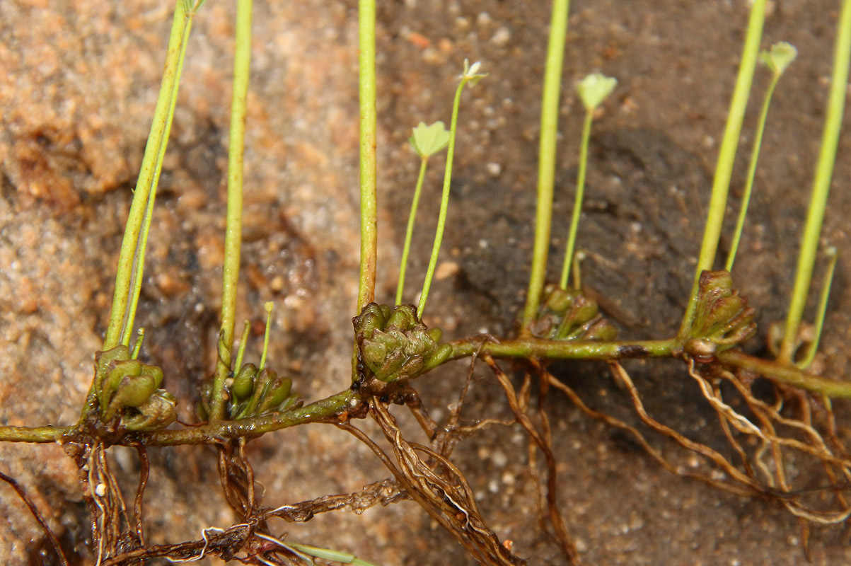 Marsilea ephippiocarpa