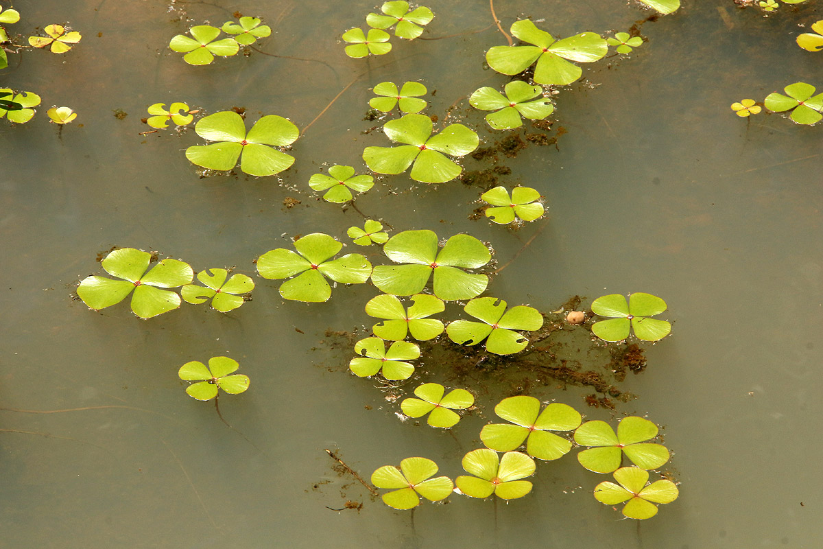 Marsilea ephippiocarpa
