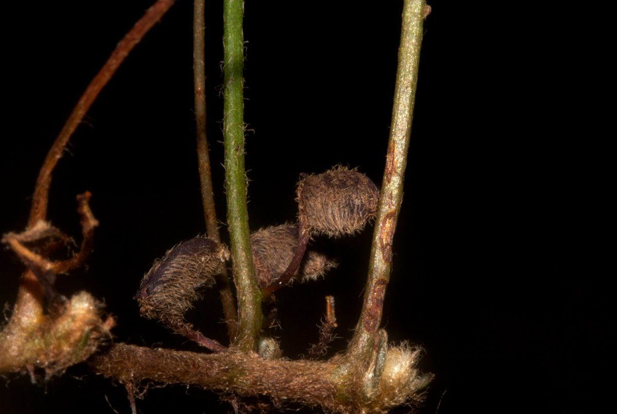 Marsilea minuta var. minuta Marsilea minuta var. minuta