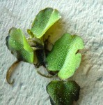 Salvinia molesta