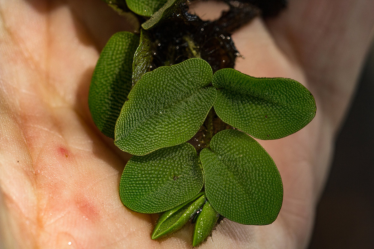 Salvinia molesta Salvinia molesta