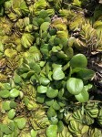 Salvinia molesta
