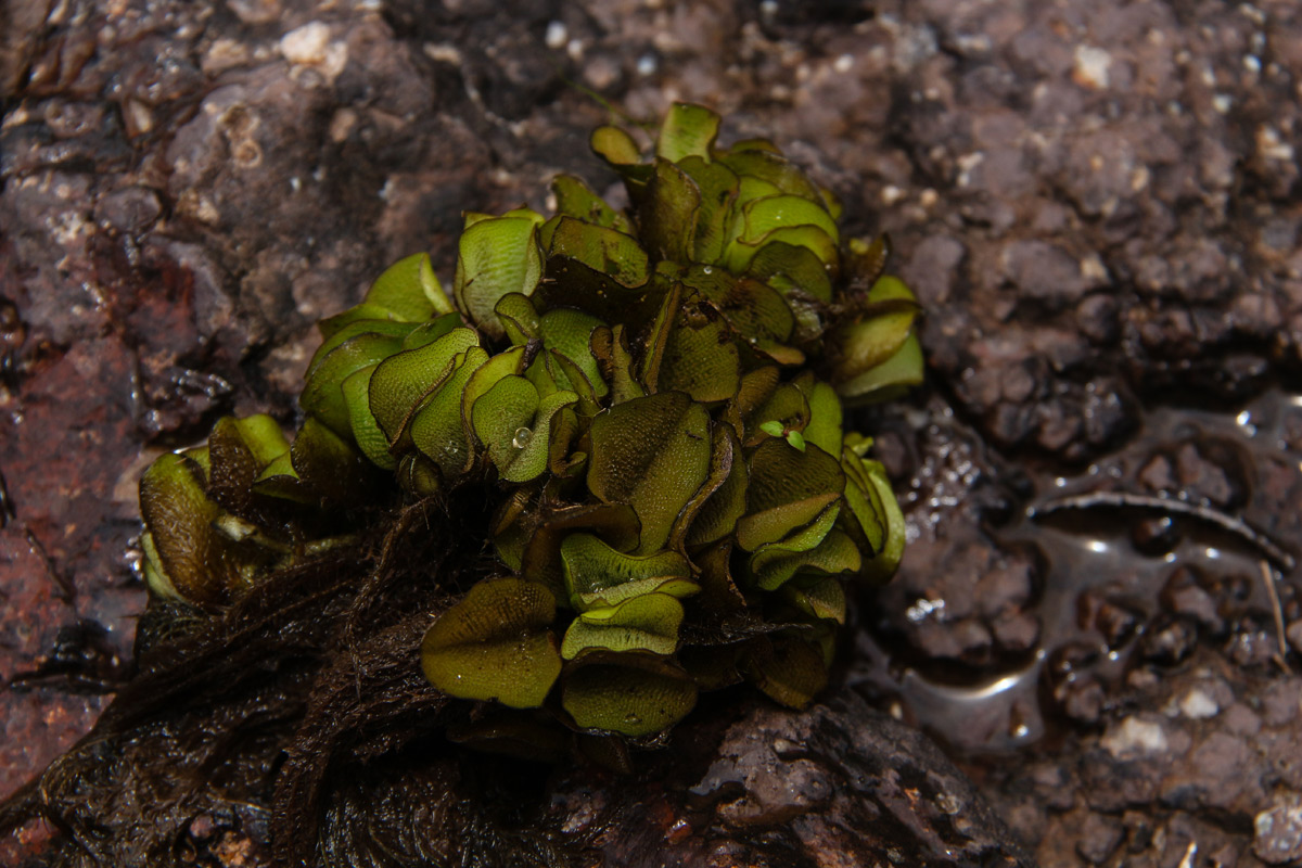 Salvinia molesta