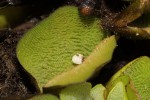 Salvinia molesta